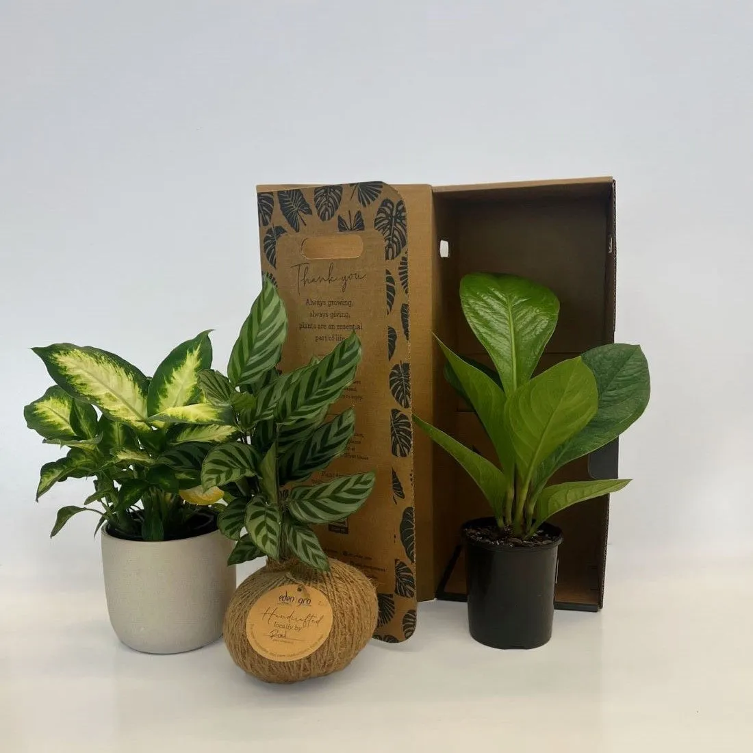 Birds Nest Fern (Asplenium Australasicum) 200mm
