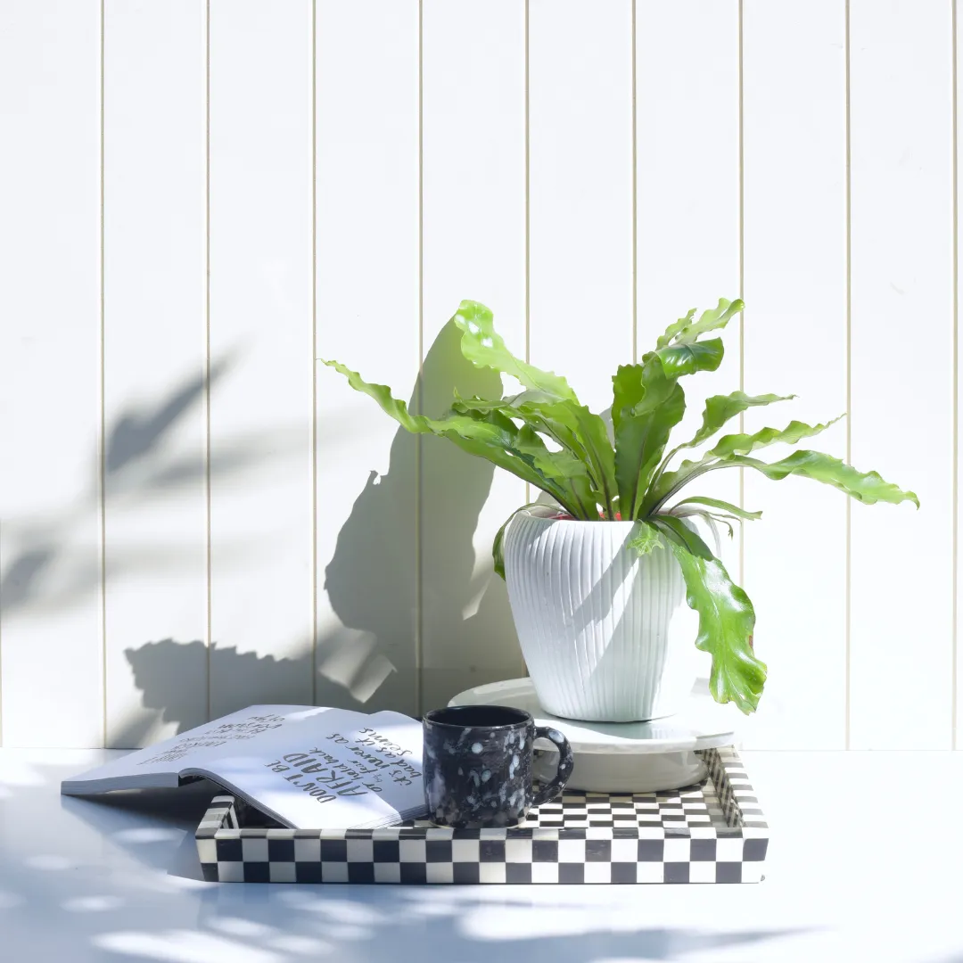 Birds Nest Fern (Asplenium Australasicum) 200mm