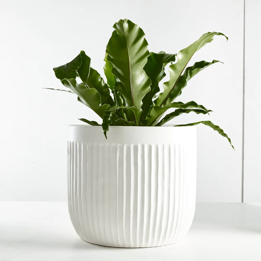 Birds Nest Fern (Asplenium Australasicum) 200mm