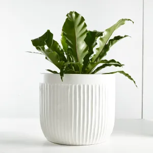 Birds Nest Fern (Asplenium Australasicum) 200mm