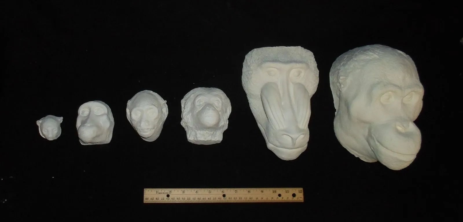 Squirrel Monkey death cast replica Life cast death mask